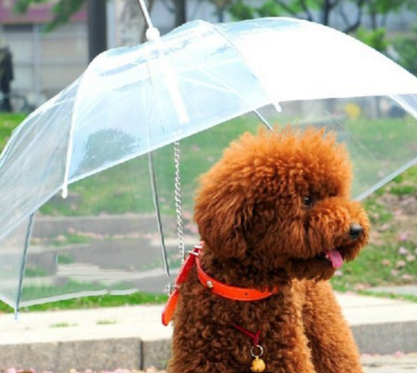 宠你一生 伴我一路 Amazon 宠物用品热销集