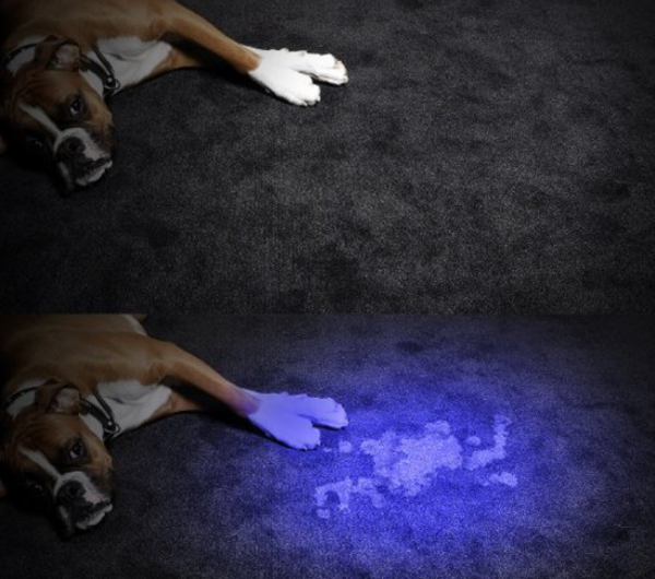 宠你一生 伴我一路 Amazon 宠物用品热销集