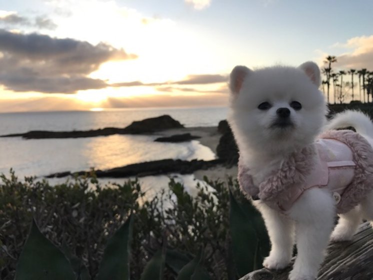 我的teacup博美果冻