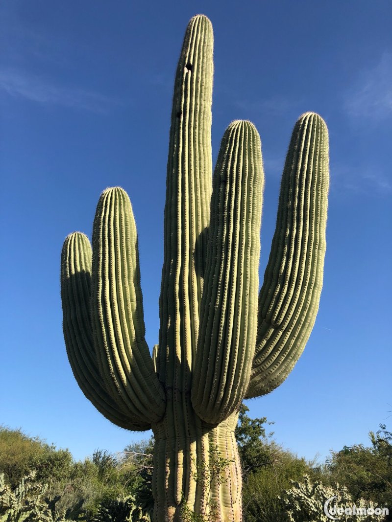 仙人掌的世界,和我想的不一样 | arizona走跳日记 完结篇