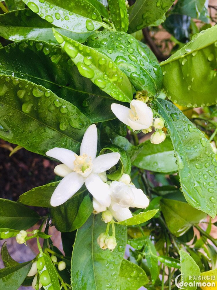 橙子3月初开花