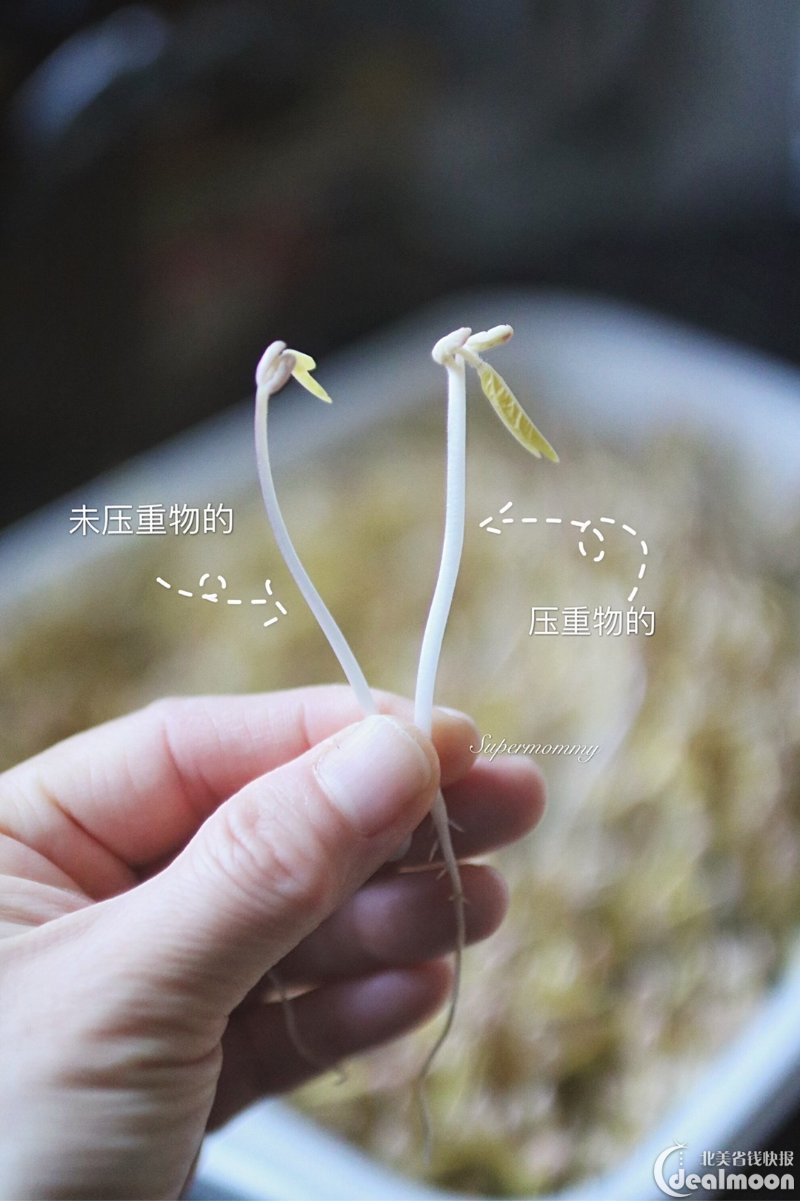 零失败10天无土发豆芽 看我一只手,拿起了厨房纸,所有的豆芽一根都不