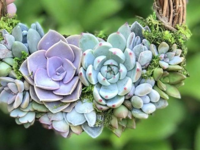 自己动手DIY多肉植物小花园