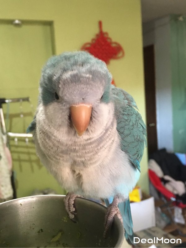 会念经的蓝和尚,听说过“和尚鹦鹉”吗?-北美省钱快报攻略