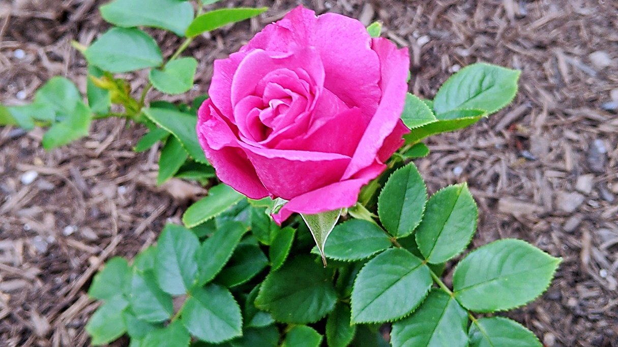 玫瑰成长记 三月初的时候就开始冒花蕾了,只可惜没有拍照,直到上个