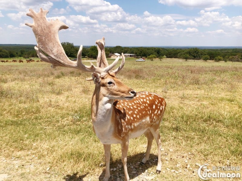 欧洲黄鹿 fallow deer旋角羚羊过马路要小心一点哟斑纹角马君君提示