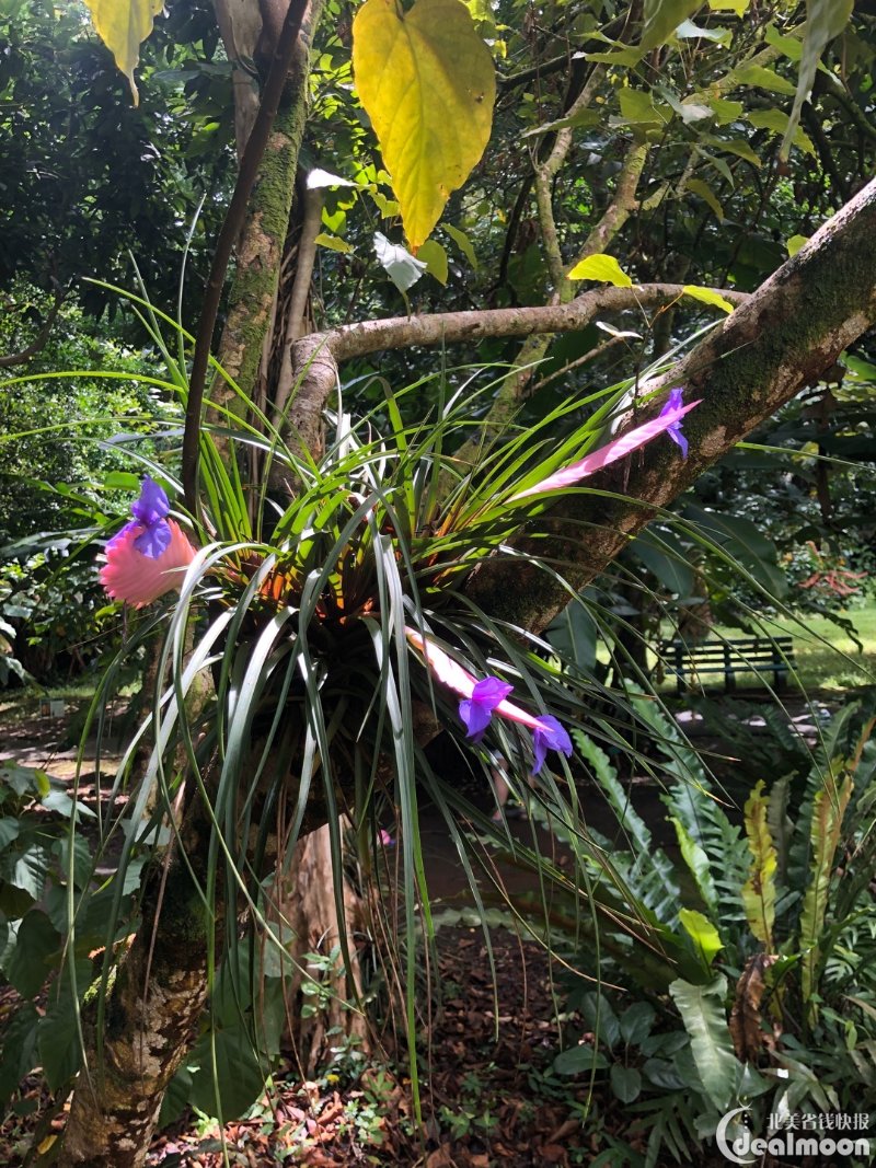 植物园内到处可见奇怪有趣的热带植物