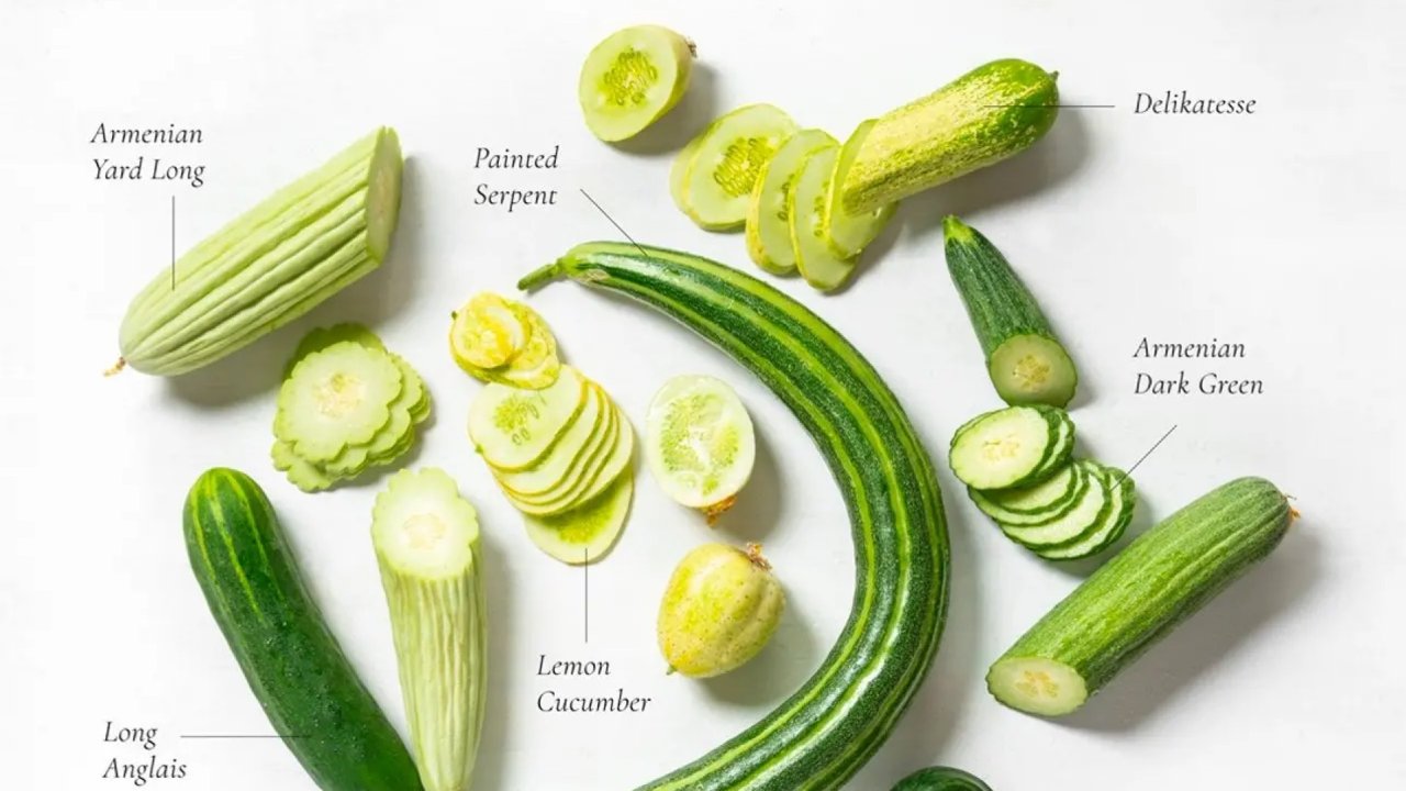 Cucumber分类 - 澳洲八种常见黄瓜类型大起底