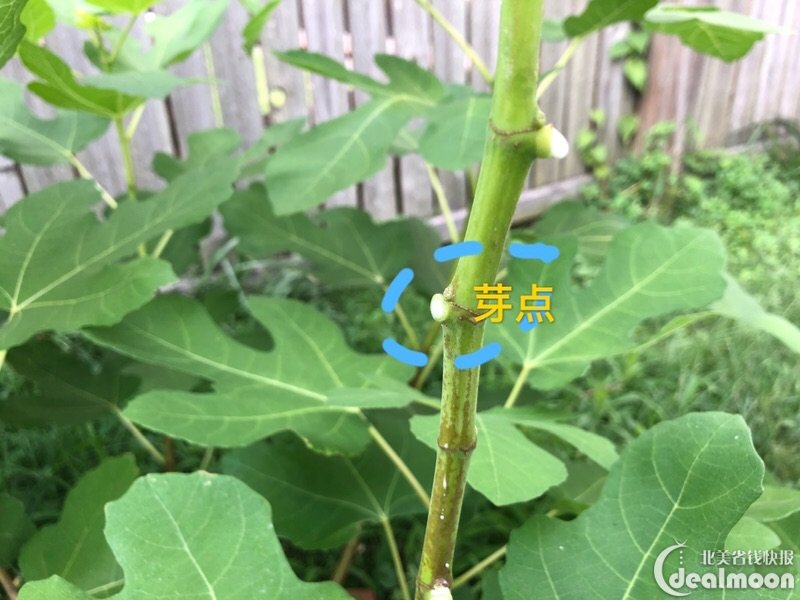 新手也能做到的无花果嫩枝高压繁殖