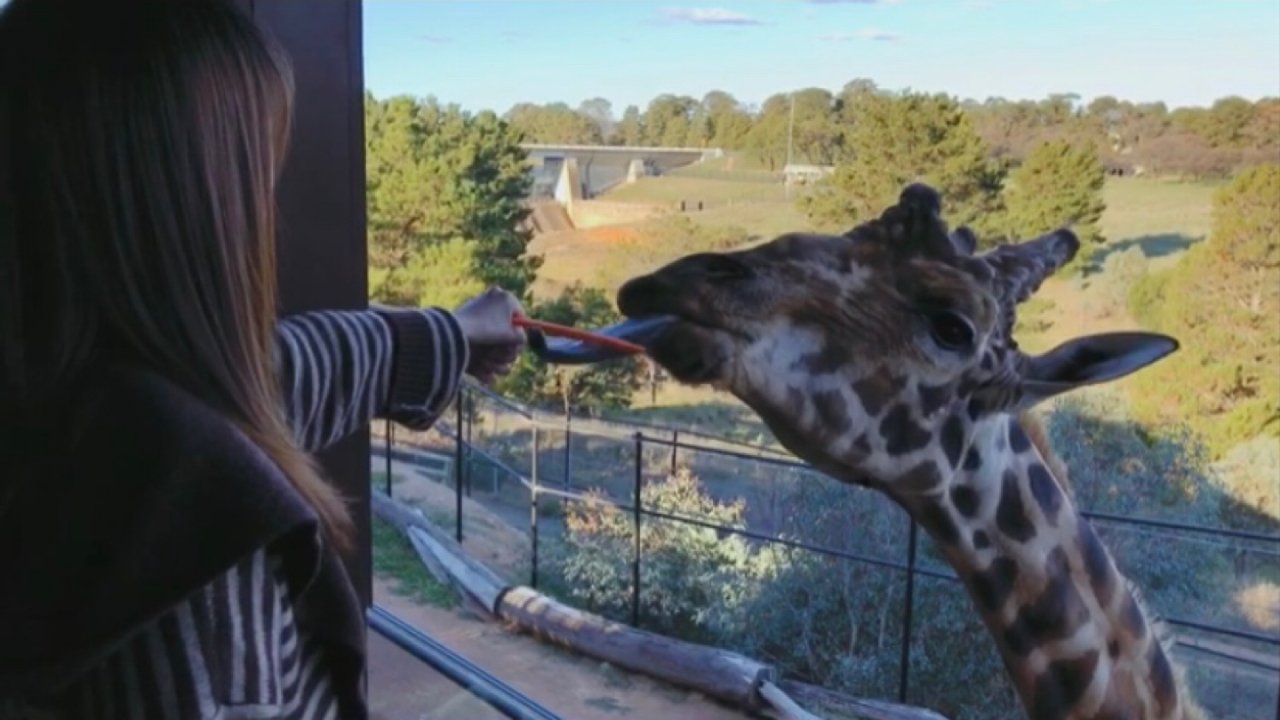 澳洲 | 动物酒店 | 零距离喂长颈鹿