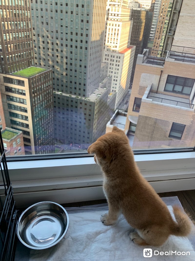 讲一讲在美国如何拥有一只自己的狗狗