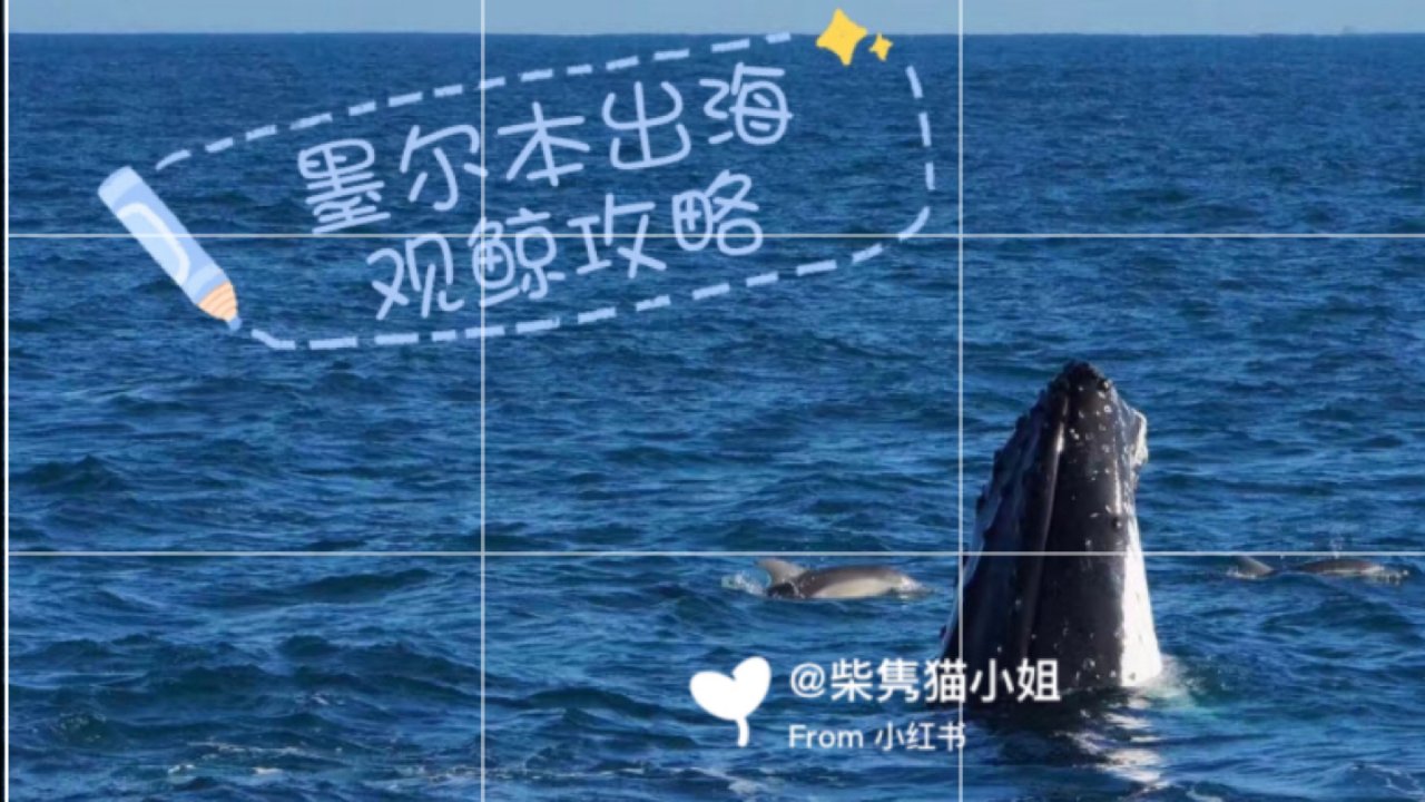 墨尔本玩什么-出海观鲸, 近距离看到座头鲸！