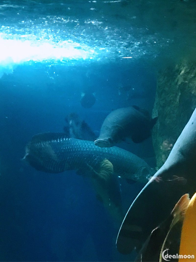 达拉斯世界水族馆参观攻略 entrance就能看到红尾鲶鱼叉须鲶鱼铲鼻