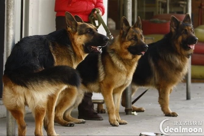 纯种德国牧羊犬的标准