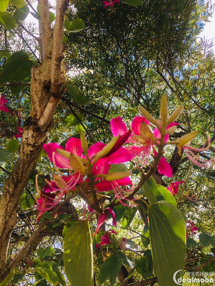 会开花的树,红花羊蹄甲,12月-4月开花