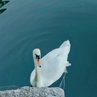 🇨🇦这里像不像广州东湖！绝美绿意秘境...