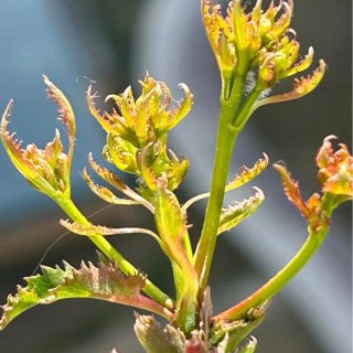 花草果蔬种子