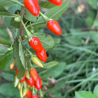 花草果蔬种子