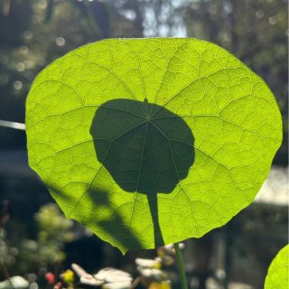 花草果蔬种子