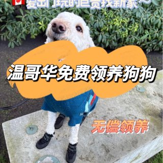 温哥华免费领养狗狗🐶❗️寄养天花板每天$...