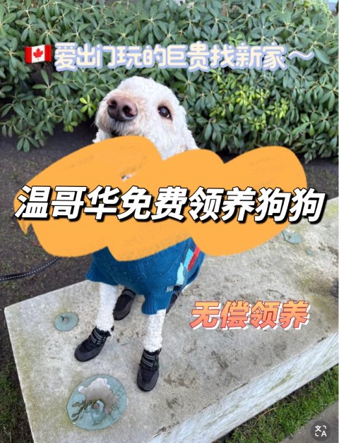 温哥华免费领养狗狗🐶❗️寄养天花板每天$20❗️