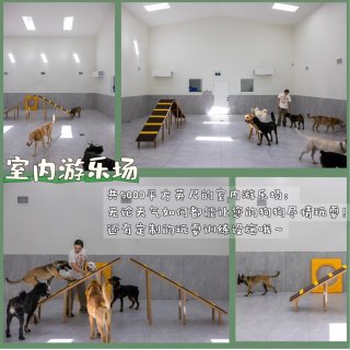 温哥华免费领养狗狗🐶❗️寄养天花板每天$...