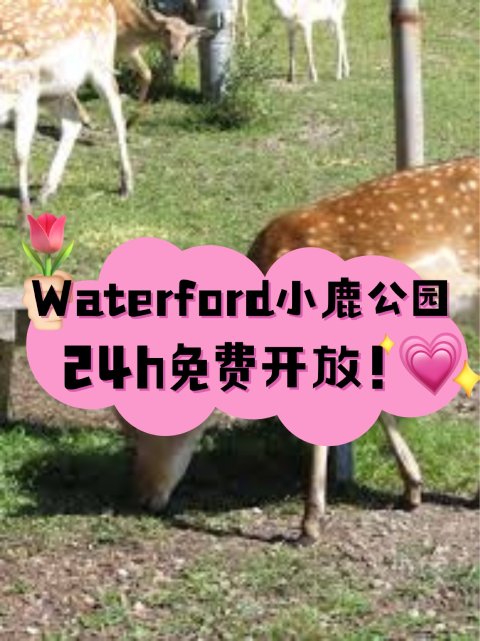 🦌 Waterford鹿园24小时免费🆓开放！周末游玩好去处~