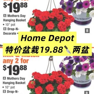 Home Depot特价盆栽19.88🔪...