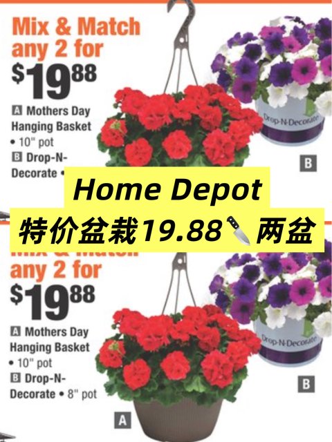Home Depot特价盆栽19.88🔪两盆