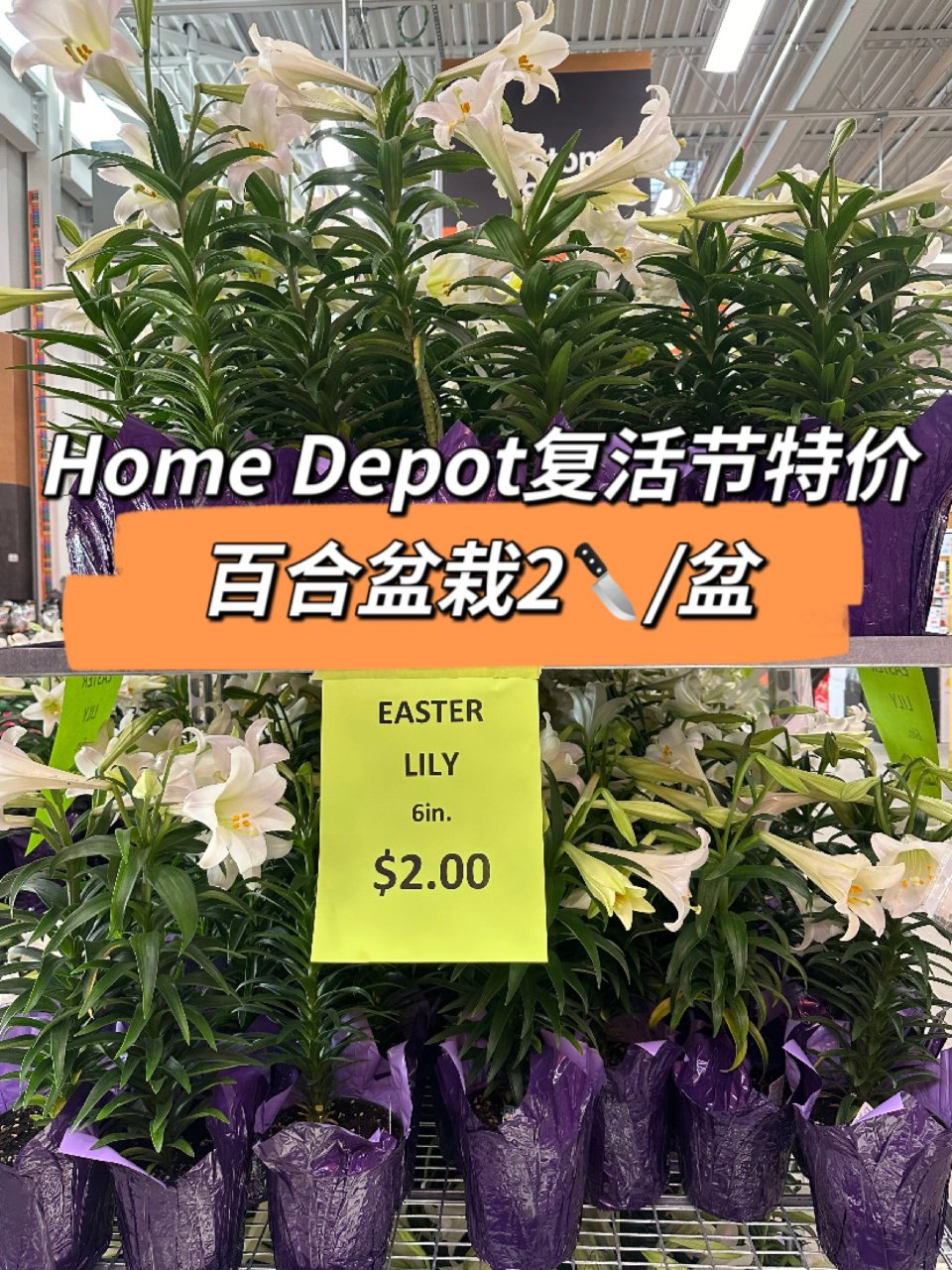 Home Depot💡复活节特价百合2🔪...