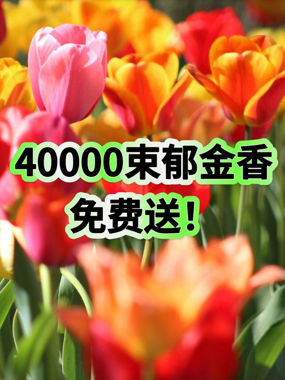 多伦多🌷“郁金香日”4w束鲜花免费送！...