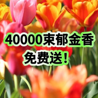 多伦多🌷“郁金香日”4w束鲜花免费送！...