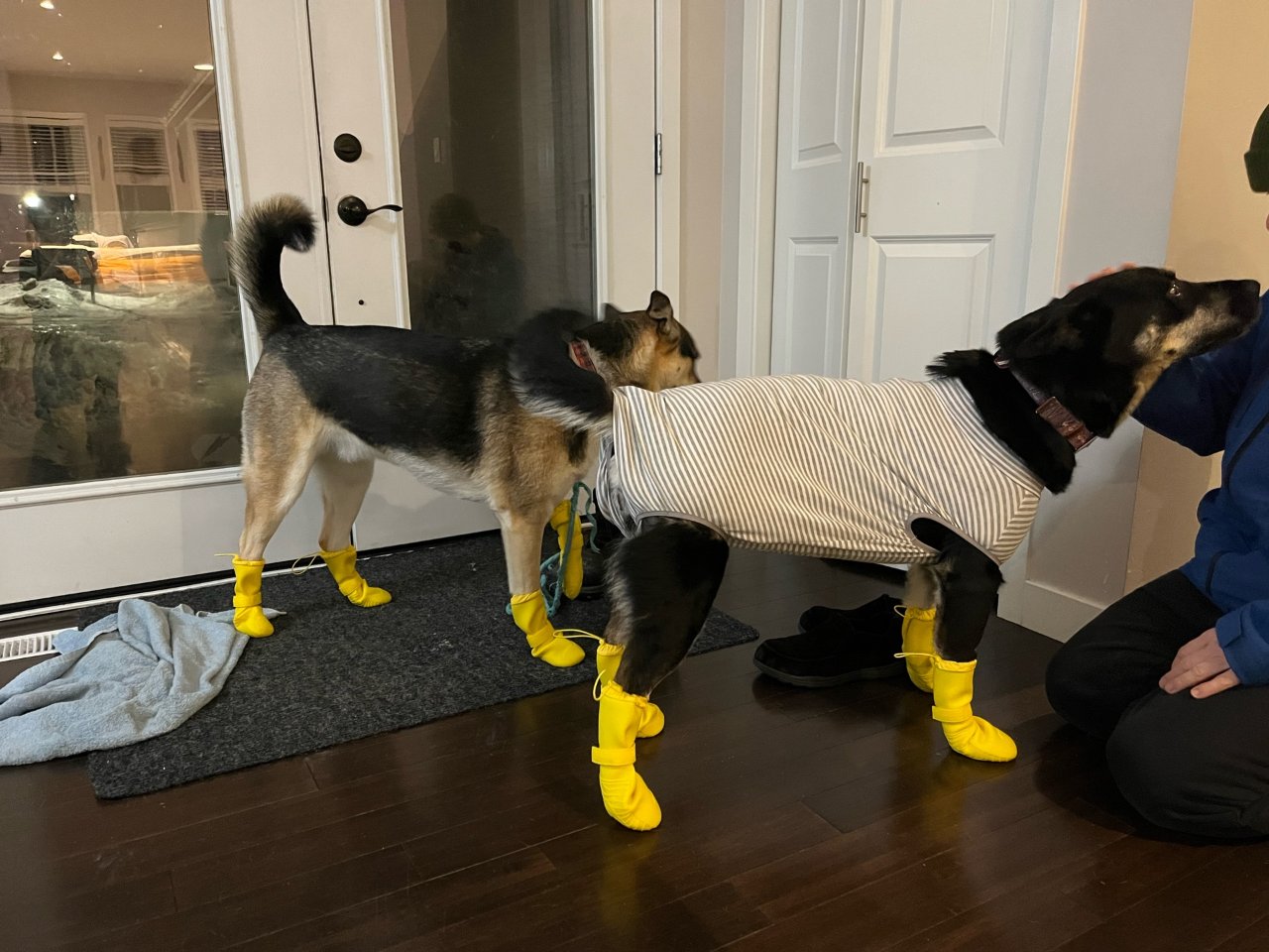 Waterproof Dog Shoes for Rain | Canada Pooch 