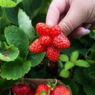甜到浸糖水🤣多伦多东面宝藏农场摘草莓...