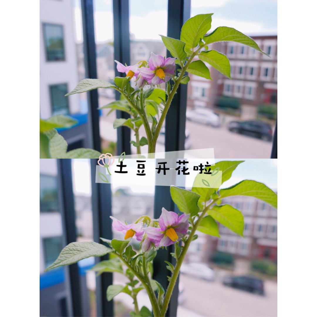 土豆开花啦