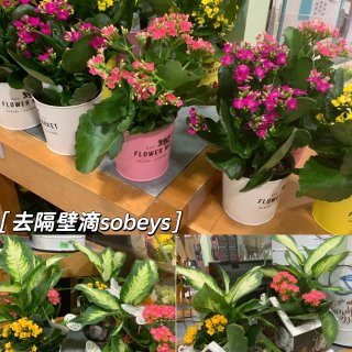 🇨🇦逛街日常～Ajax Sobeys p...