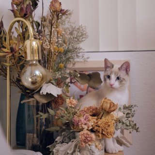 如何在家中拍出有质感的猫（照）片...