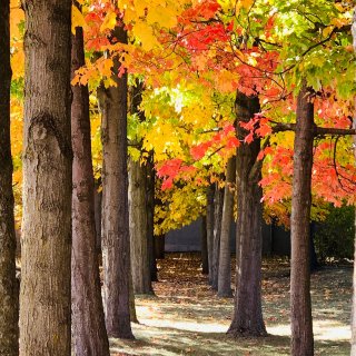 加拿大神仙秋景