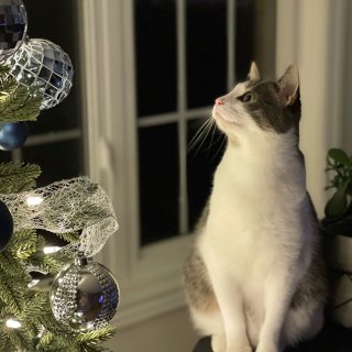 帮穴位小人挡一挡重要部位/圣诞树和小猫是...