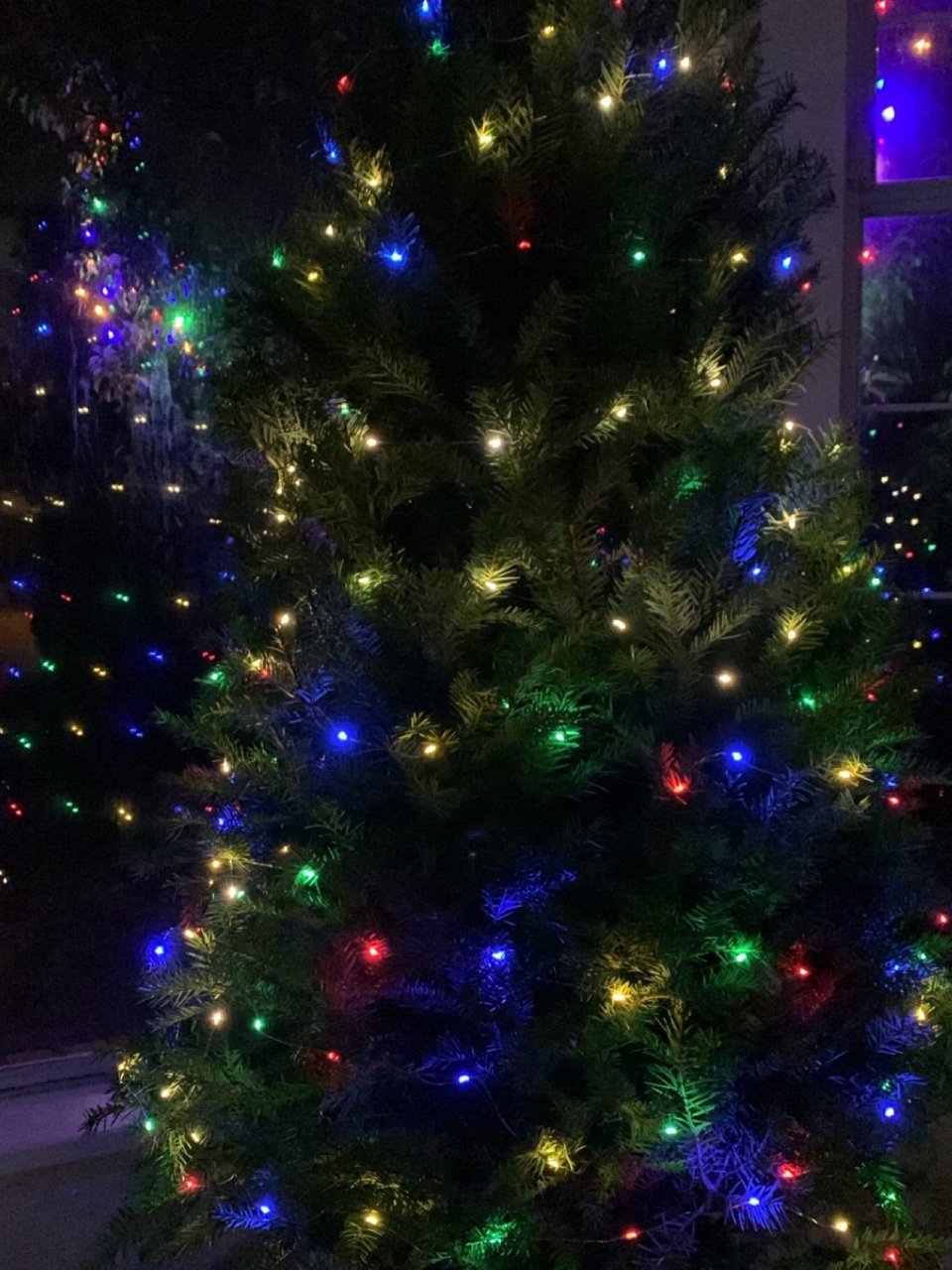 2022年-人生的第一棵真正圣诞树🎄...