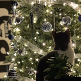帮穴位小人挡一挡重要部位/圣诞树和小猫是...