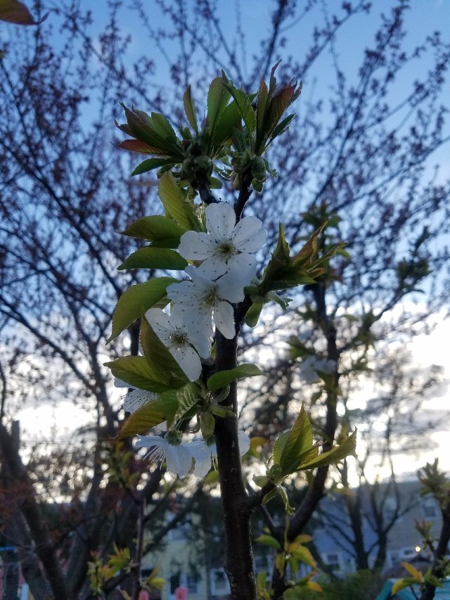 车厘子花