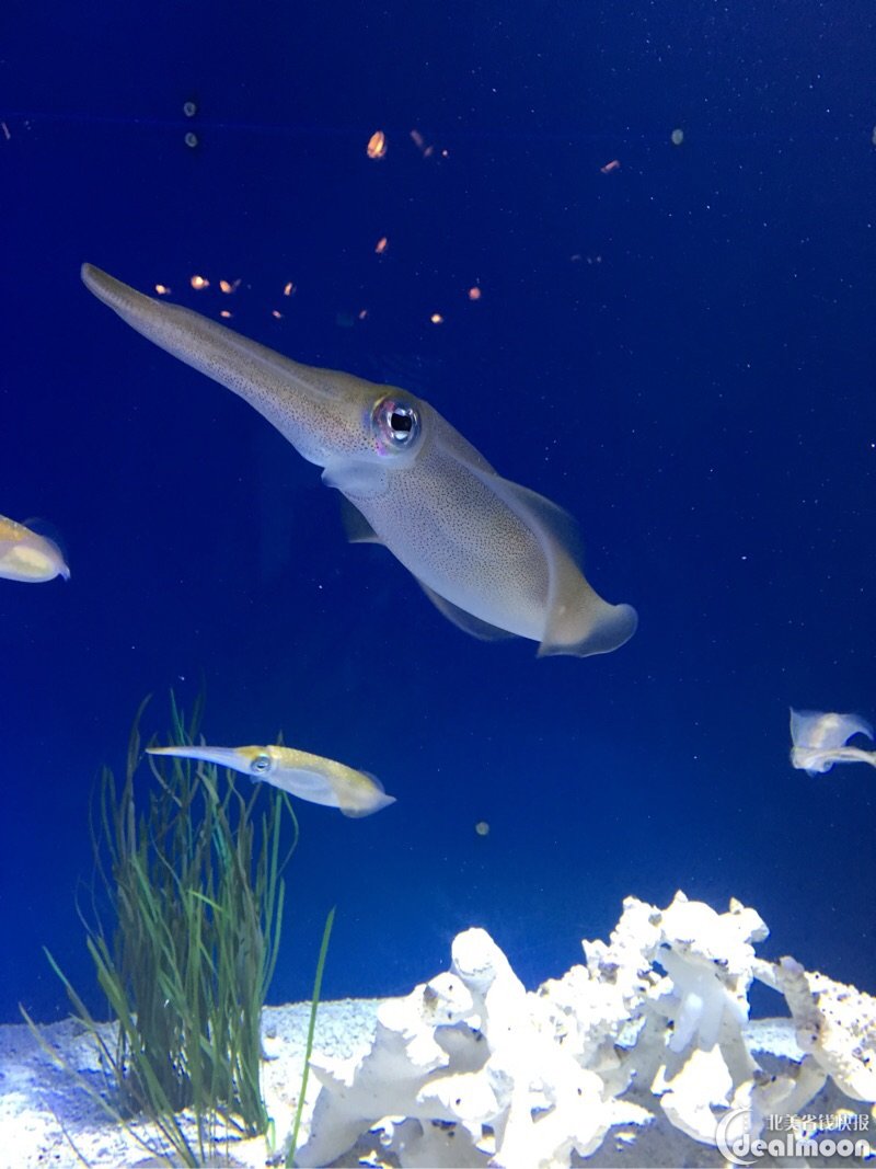 monterey bay aquarium水族馆(中)之绚丽缤纷