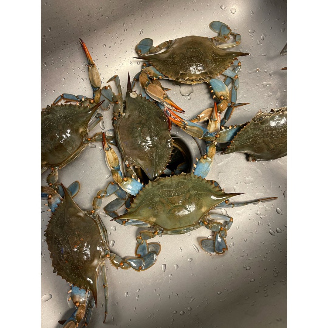 blue crab|佛罗里达不能错过的蓝蟹