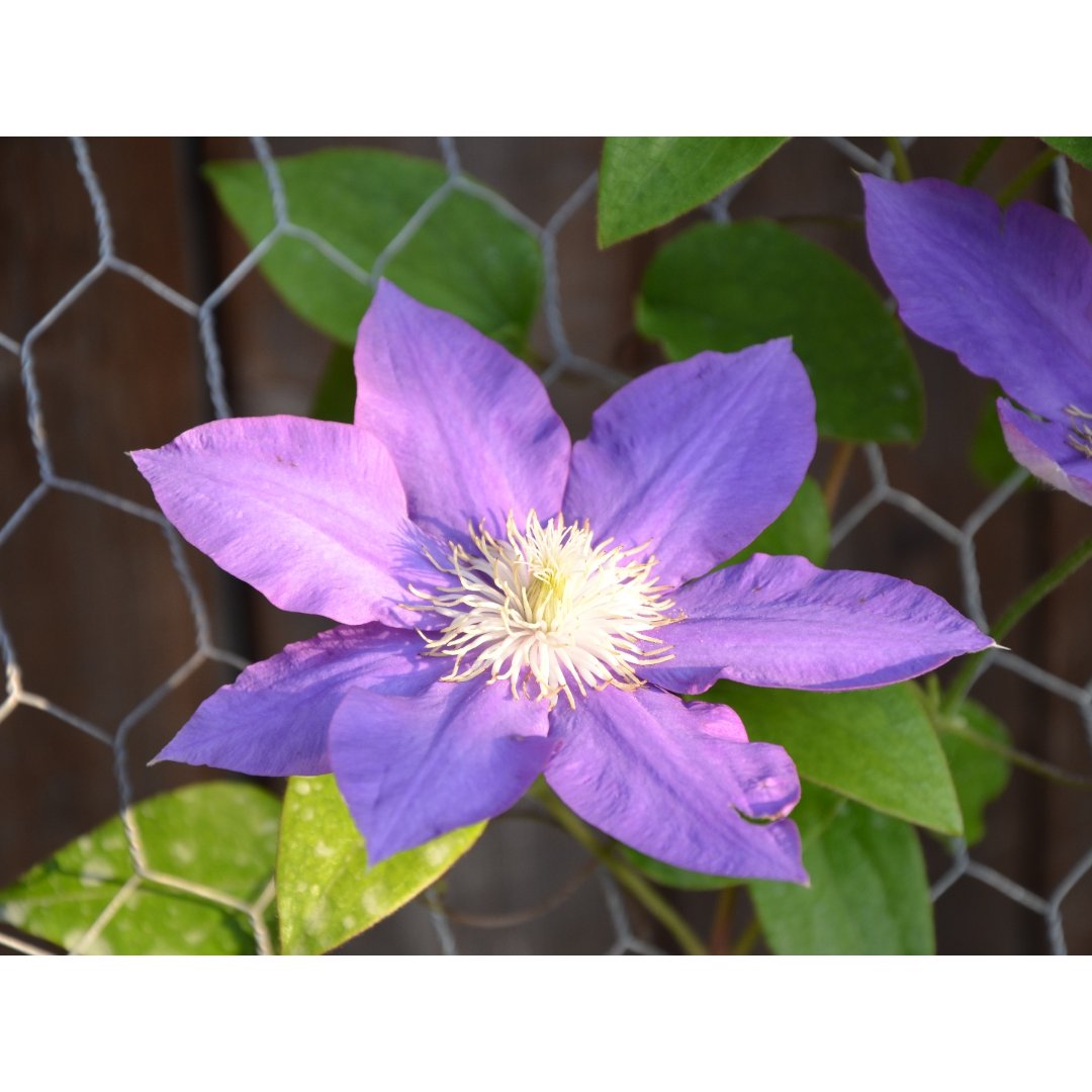 我家的花之五 铁线莲clematis