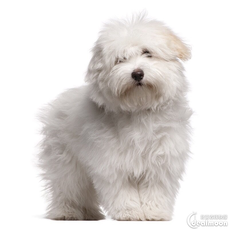 coton de tulear