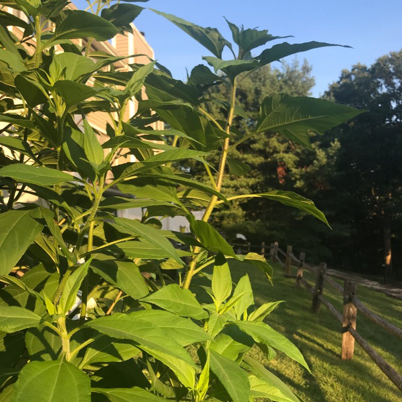 发布了晒货7月前 周末 最近身体不舒服 希望早日恢复 洋姜真的很高