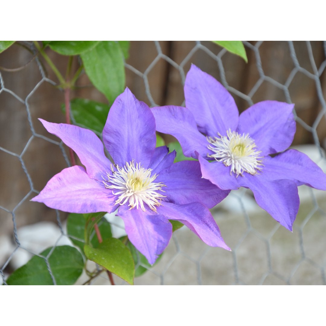 我家的花之五 铁线莲clematis