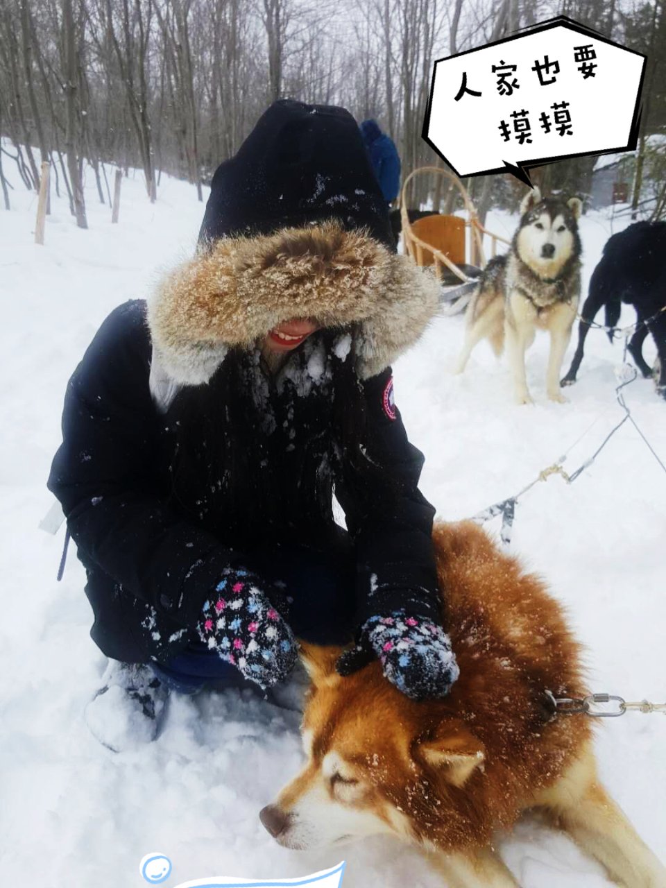 魁北克不知名莱维斯小镇❄️第一次玩雪橇犬...