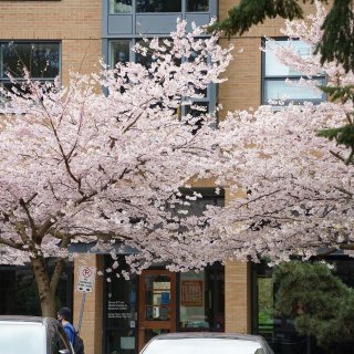 UBC樱花🌸不完全盛开｜校园漫步随拍...